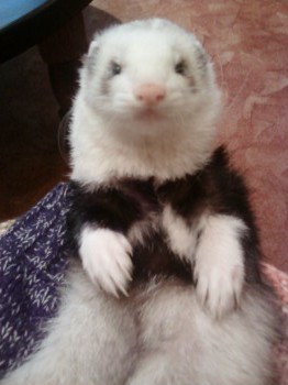 ... a tady Sam :-)